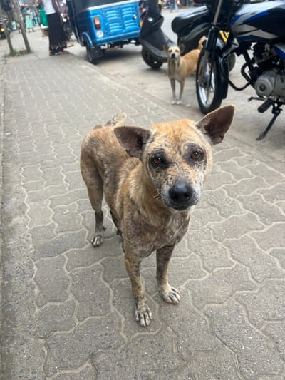 In Paragoda, Sri Lanka, a medium-sized dog with brindle fur and patchy skin stands on a paved sidewalk. The dog is facing the camera, its head slightly tilted. In the background, another dog stands near a parked motorcycle. Further back, people are visible near a blue auto-rickshaw, and motorbikes are parked along the street. The environment appears to be an urban street.