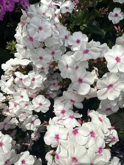 A close-up, overhead shot captures a dense cluster of white phlox flowers with vibrant pink centers. The blossoms are in various stages of bloom, with some fully open and others in bud. Green foliage and other flowers, appearing to be purple phlox, are visible in the background, adding depth and color contrast. The lighting suggests a sunny day, casting subtle shadows and highlighting the delicate texture of the petals. This scene is likely a garden or public flowerbed in Bad Endorf, Germany, given the context provided. There are no people, actions, or interactions depicted in the image; it is a still life of blooming flowers.