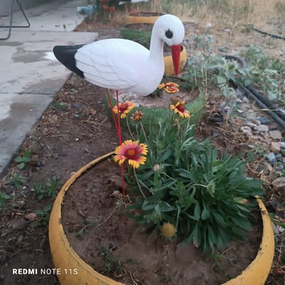 This media file features an outdoor scene in Turkistan, Kazakhstan. The primary subject is a white stork figurine with a red beak and black wingtips, standing on thin red legs. It is positioned in a planter filled with soil and surrounded by green plants and several small, colorful flowers with yellow and red petals. The planter itself appears to be an old tire painted yellow.
In the background, there are other planters, also appearing to be old tires painted in different colors, and dry, sparse vegetation with scattered stones. A black pipe runs across the ground in the background. The ground is a mix of soil, dry grass, and pebbles. The lighting suggests it is daytime, with no strong shadows indicating a specific time. The overall scene is rustic and appears to be a garden or an outdoor decorative area.
Visible text in the lower left corner reads "REDMI NOTE 11S". There are no people or animals present. The activity taking place is simply the display of the decorative stork and flowers in the garden setting. The location cues, such as the dry vegetation and the style of planters, are consistent with a rural or semi-arid environment.