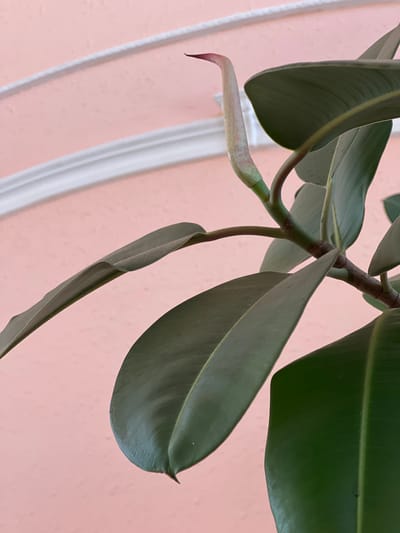 A close-up of a Rubber Plant (Ficus elastica) branch with dark green, glossy leaves and a new reddish-pink leaf bud emerging. The background is a soft pink wall with white decorative molding. The plant appears healthy. The image does not contain any information about the city of Pereyaslavka, Russia.