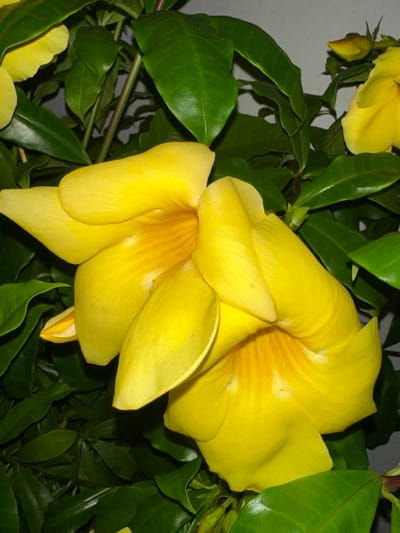 This image depicts a close-up of a plant featuring multiple vibrant yellow flowers and dark green foliage, located in the city of Tres Valles, Mexico. The foreground is dominated by two large, open, trumpet-shaped flowers. These flowers are a uniform bright yellow, with their inner throats exhibiting a slightly deeper yellow to orange-yellow hue and visible striations. Their five petals show minor folds and surface texture. Surrounding and partially obscuring the flowers is an abundance of glossy, dark green, ovate leaves. Stems, appearing brownish-green, are visible within the dense foliage. In the upper right quadrant, a smaller, unopened yellow flower bud is present among the leaves. The background is an indistinct, uniformly light-colored surface, possibly a wall, against which the plant stands out. No people, animals, or man-made structures beyond the cultivated plant are visible.