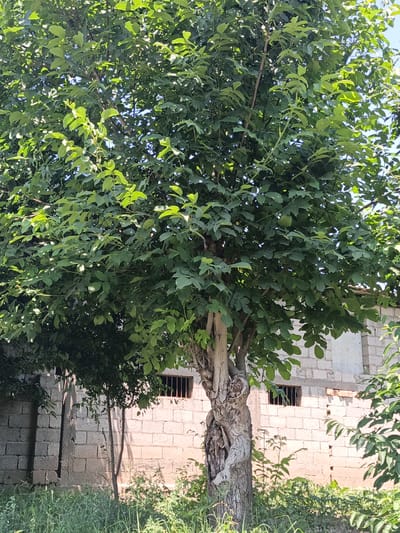 The image shows a large tree with lush green foliage in front of a brick building. The tree trunk is rough and gnarled, with a unique twisted appearance at its base. The building is constructed with light-colored bricks and has barred windows. The area around the tree is covered in green grass and other vegetation. The scene appears to be outdoors on a bright, sunny day. The location is identified as Нуъмон Розиқ, Tajikistan. There are no people or animals visible in the image.