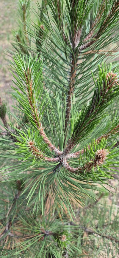 The image shows a close-up view of a pine tree branch with its needles and young cones. The needles are a vibrant green and are clustered around the branch. Some of the needles show signs of browning or dryness at their tips. The branch itself is brown and woody, with small, developing cones visible at the tips of some of the branchlets. The background is blurred, showing a soft focus of what appears to be more pine needles and possibly the ground below, suggesting an outdoor natural setting. No people or specific landmarks are visible to indicate a precise location within Molovata Nouă, Moldova, other than the general presence of pine trees. The image is taken from a slightly elevated angle, looking down and into the foliage.
