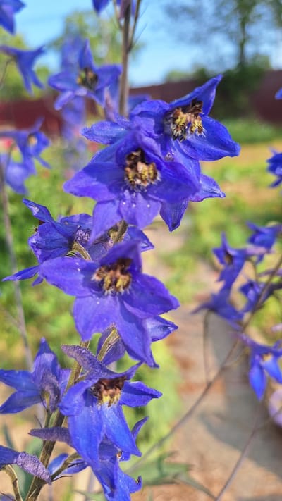 A close-up, vertical shot captures a stalk of vivid blue delphinium flowers in Nogliki, Russia. The flowers are in various stages of bloom, with some in full flower and others forming buds. Each flower exhibits intricate details: delicate petals, a central cluster of dark brown and yellow stamens, and a powdery texture on some of the petals, possibly due to pollen. A few small insects, likely bees, are visible within the flowers, appearing to be gathering nectar. The background is softly blurred, suggesting an outdoor setting. Green foliage and a hint of a fence or structure are discernible, with a bright blue sky overhead. The lighting is natural, casting a soft glow on the blossoms and highlighting their vibrant color. The image's focus is sharp on the foreground flowers, drawing the viewer's attention to their delicate beauty and the activity of the insects.