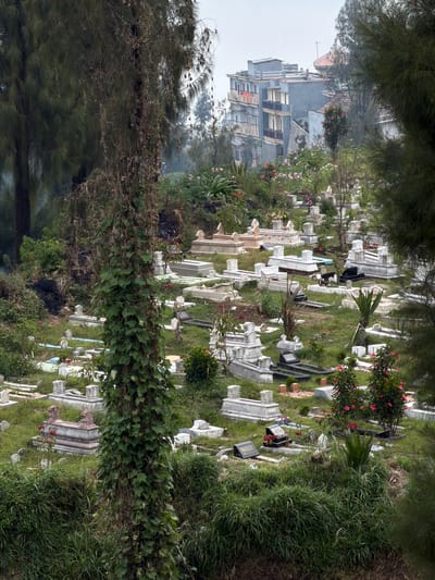This is an aerial, medium-shot photograph of a cemetery in Ngadas, Indonesia. The cemetery is densely packed with tombstones and graves, many of which are overgrown with grass and vegetation. A large, vine-covered tree trunk dominates the foreground, obscuring some of the graves. In the background, a multi-story building with light blue and grey facades stands out against the hazy sky, nestled amongst trees. Pink flowers are visible in several locations throughout the cemetery, adding splashes of color to the otherwise muted tones of the scene. The overall impression is one of a serene, albeit slightly overgrown, resting place, with hints of urban development encroaching on its edges.