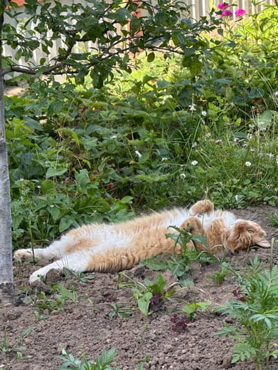 In a garden in Kuznetsovo, Russia, an orange and white cat is lying on its back in the dirt and grass. The cat is relaxed, with its paws in the air. It appears to be sleeping or resting in the sun. The garden is lush and green, with various plants and flowers. There are also some small white flowers scattered throughout the grass. The dirt in the garden is dry and clumpy. The time of day is likely afternoon, as the sun is casting shadows. The weather appears to be warm and sunny. The overall mood of the image is peaceful and serene.
