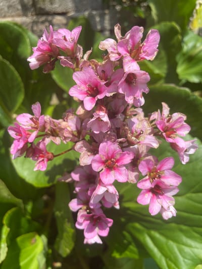 A close-up, high-angle shot captures a cluster of bright pink flowers in bloom against a backdrop of lush green leaves. The flowers are small and delicate, with five petals each and dark centers. Some of the flowers appear to be fading, with dried brown tips on their petals. The leaves are large and glossy, providing a vibrant contrast to the pink blossoms. In the upper left corner, a blurred section of a textured, light-colored surface, possibly a brick wall, is visible. The lighting suggests a sunny day, with shadows cast on the leaves and flowers. The image does not contain any identifiable people or actions. The scene is situated in a garden environment, likely outdoors within the city of Albergaria-a-Velha, Portugal, though no specific landmarks or contextual clues pinpoint the exact location within the city.