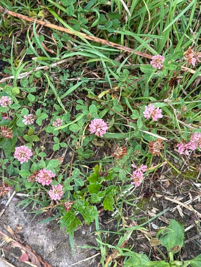 This media file is a top-down, close-up shot of pink clover flowers interspersed with green grass and dry, brown debris on the ground. The scene appears to be outdoors in a natural setting, possibly a field or roadside, given the presence of both living plants and dried organic matter. The lighting suggests it could be daytime, as there are no strong shadows, and the colors are natural and not overly saturated. There is a concrete or stone surface visible on the right side of the frame, indicating a possible man-made element in the otherwise natural environment. The clover flowers are small, with multiple florets clustered together to form a rounded head. Some of the flowers appear to be in full bloom, while others are wilting or dried. The grass is a vibrant green, with some blades appearing longer and thicker than others. The dry debris on the ground is composed of thin, straw-like material and darker, soil-like particles. No people or animals are visible in the frame. The overall impression is a snapshot of a small patch of nature, capturing the details of the flora in its immediate surroundings. The location context provided is Николо-Урюпино, Russia, which suggests a rural or suburban setting within that region. There is no visible text in the image.