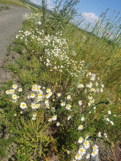 This is a medium-angle, outdoor, eye-level shot of a roadside ditch filled with wildflowers, including numerous white daisies with yellow centers and some taller, spiky plants with small purple flower buds. The ground to the left of the frame is a gravel path. The environment appears to be rural, possibly on the outskirts of a settlement. The sky above is blue with a few wispy white clouds. The lighting suggests it is daytime, with sunlight casting shadows. No people or animals are visible. The scene is consistent with a natural area in the vicinity of Smorodinka, Russia, likely during the warmer months.