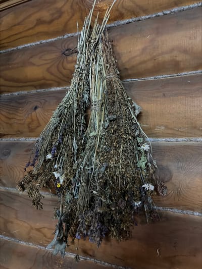 A bundle of dried herbs hangs on a rustic wooden wall. The wall is constructed of horizontal logs, with visible grain patterns and knots. The herbs are tied together with twine, forming two distinct bunches. The dried plants appear to be a mixture of various species, some with small flowers in shades of white and purple, and others with seed heads. The overall impression is one of traditional or folk decor. This scene could be found in a rural home or a historical building in a place like Panovka, Russia, known for its traditional architecture and connection to nature.