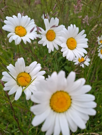 A close-up, high-angle shot captures a cluster of daisies in a grassy field. The foreground is dominated by a large, out-of-focus daisy, its white petals and yellow center blurred. Behind it, four other daisies are more in focus, arranged in a gentle arc. Their white petals radiate from bright yellow centers, and they are interspersed with blades of green grass and a few stalks of dry, purplish-brown grass. The background is a soft blur of green foliage, suggesting a natural, outdoor setting in Barton, United Kingdom.