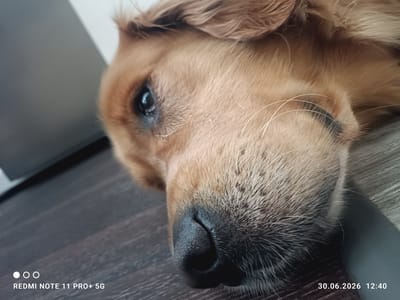 The image is a close-up, low-angle shot of a golden retriever's face, lying down on a dark wooden floor. The dog's eye is visible, with a dark pupil reflecting light. The fur is a warm golden brown, with lighter whiskers extending from its muzzle. The texture of the fur and the black, textured nose are clearly discernible. In the bottom left corner, a watermark reads "REDMI NOTE 11 PRO+ 5G" and in the bottom right corner, a date and time stamp shows "30.06.2026 12:40". The background consists of a blurred gray surface and the wooden floor. The scene is indoors, with no indication of its specific location within Osnabrück, Germany.