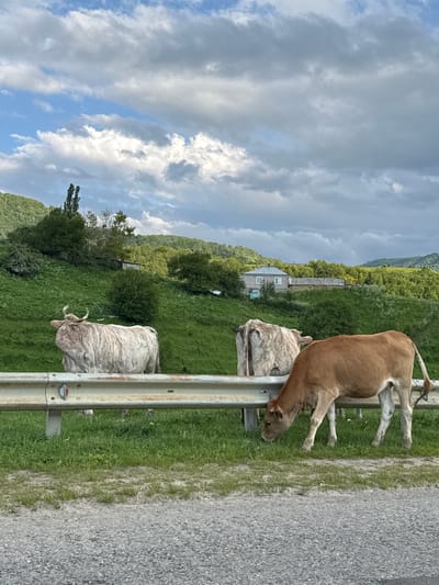 Three cows are standing in a grassy field near a road in Verkhnyaya Mara, Russia. The cow on the left is white and brown with large horns, facing away from the camera. The cow in the middle is also white and brown, partially obscured by the cow on the left. The cow on the right is light brown and is grazing on the grass, facing away from the camera. A metal guardrail runs across the foreground of the image. In the background, there is a lush green hillside with trees and a house. The sky is cloudy.