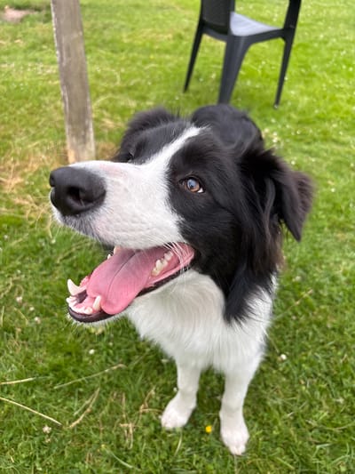 A medium shot captures a black and white Border Collie dog from a low angle, looking up at the camera with its mouth open and tongue hanging out. The dog is standing on a lush green lawn with scattered small white wildflowers. In the background, a wooden post is visible to the left, and a dark plastic chair is situated behind the dog on the right. The overall environment suggests an outdoor setting, likely a backyard or park in Mārupe, Latvia, during daylight hours. The dog's expression appears happy and expectant.