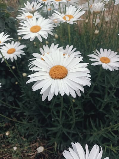 The image shows a close-up, eye-level view of several white daisies with yellow centers, set against a backdrop of dark green foliage. The daisies are in focus, with their white petals radiating outwards and their orange centers prominent. Some of the daisies are fully bloomed, while others are partially visible or in the background. The foliage appears lush and slightly out of focus, providing a naturalistic setting. The image is composed in a portrait orientation and appears to have been taken outdoors. There is no discernible evidence of human presence or specific urban features that would allow for identification of the location within Кош-Дөбө, Kyrgyzstan. The scene is static and peaceful, focusing solely on the natural beauty of the flowers and their surrounding greenery.