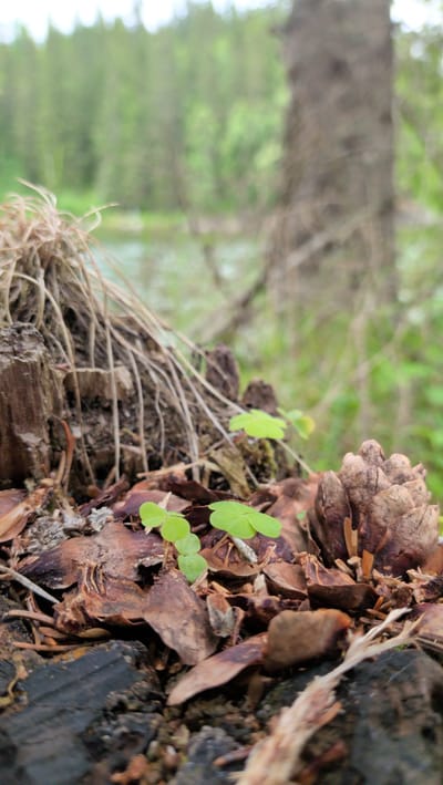 The image captures a close-up view of a forest floor, with a prominent focus on a weathered tree stump and surrounding natural debris. Several small, vibrant green clover plants are growing near the stump, their delicate leaves reaching upwards. Scattered around them are pinecones, dry pine needles, and bark fragments, creating a textured carpet on the ground.

In the background, the scene is softly blurred, suggesting a natural woodland environment. The out-of-focus elements include a body of water, possibly a lake or river, and a dense collection of trees with lush green foliage, indicative of a forest. The lighting appears natural and diffused, suggesting it might be daytime, likely overcast or with shade from the trees.

The overall impression is one of a tranquil and serene natural setting, emphasizing the resilience of new life emerging from the remnants of decay, as seen with the clover growing from the old stump. The focus on the small plants and natural elements evokes a sense of quiet beauty and the cycle of nature. There is no visible text in the image. The location context is Trofors, Norway.