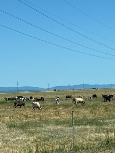 The image depicts a herd of cows grazing in a dry, grassy field under a clear blue sky. Several power lines stretch across the upper portion of the frame. In the distance, a line of rolling hills with two prominent power line pylons is visible. The foreground shows a wire fence. The scene appears to be a rural landscape in Palauzovo, Bulgaria.