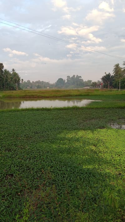 The image shows a tranquil, rural scene near Blangtingkeum, Indonesia. The foreground features dense green aquatic vegetation covering what appears to be a pond or wetland area. A body of water stretches across the middle ground, reflecting the sky and surrounding vegetation. The background includes a mix of trees, including palms, and some buildings, suggesting a settled area. Overhead, power lines stretch across a sky with diffused clouds. No people are visible in the shot.