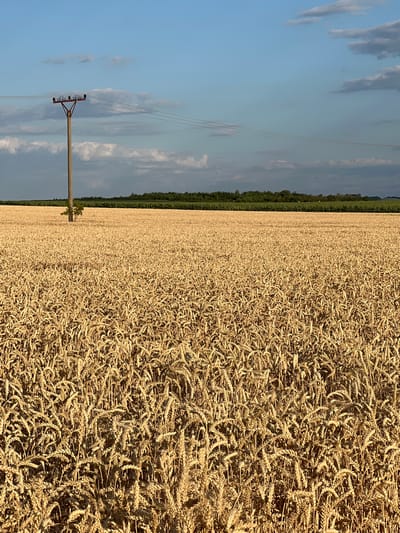 The image depicts a wide expanse of a ripe wheat field under a bright, partly cloudy sky. The wheat stalks are a golden-brown color, indicating they are ready for harvest, and they fill the majority of the frame from the foreground to the horizon. In the middle ground, a solitary wooden utility pole stands in the field, supporting several power lines that stretch across the sky. Behind the wheat field, a line of green trees forms a dense horizon, suggesting the edge of a forest or a more densely vegetated area. The sky is a clear blue with scattered white and grey clouds, particularly towards the top of the image. The lighting suggests it is either late afternoon or early morning, with the sun casting long shadows. There are no people or animals visible in the image. The scene captures a rural landscape in the vicinity of Měnín, Czechia, emphasizing the agricultural nature of the area and the vastness of the cultivated fields.
