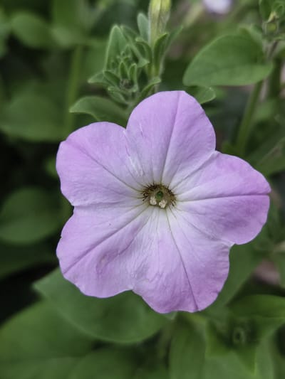 A close-up, vertical, full-frame shot showcases a single, light purple petunia flower in bloom. The flower has five petals that unfurl symmetrically from its center. The petals have a delicate texture with subtle veins, and some appear slightly translucent at the edges. The center of the flower reveals a pistil and stamens, with a small, round, green pistil in the middle surrounded by white, fuzzy stamens. The flower is set against a blurred background of green foliage, which includes some unfurling leaves and buds of the same plant. The lighting is soft, highlighting the details of the flower without harsh shadows. The image is focused tightly on the bloom, creating a shallow depth of field that isolates the subject from its surroundings. The location of Семилетка, Russia, is not discernible from the visual information provided in the image.