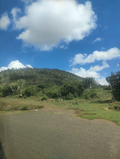 The image depicts a scene in Kisima ward, Kenya, featuring a paved road in the foreground, a grassy field with scattered vegetation, and a hill in the background. The hill is covered in shrubs and trees, with a line of taller trees visible along its ridge. Several large columnar cacti are interspersed throughout the landscape. The sky is blue with puffy white clouds. There are no people visible in the image. The overall environment suggests a rural or semi-rural location.