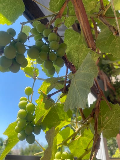 The image depicts a close-up view of green grapes on a vine, hanging outdoors against a bright blue sky. The grapes are small and round, clustered together on thin stems. The vine has large, textured green leaves, some of which are catching the sunlight. A thick, woody brown stem is visible, winding through the leaves and supporting the grape clusters. In the background, out-of-focus elements suggest an outdoor setting, possibly a garden or vineyard. There are no people or animals present in the image. The lighting suggests it is daytime with clear weather. The image does not contain any specific details that would allow for identification of its location within Primorsko-Akhtarsk, Russia.