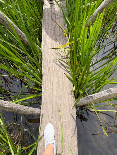 The image shows a close-up view of a person's white sneaker stepping onto a rustic wooden plank that spans over murky water. Tall, vibrant green reeds or grass grow thickly on either side of the plank and in the water. The wood of the plank and the supporting beams are weathered and appear aged, with visible grain and texture. Sunlight casts shadows from the reeds onto the plank. The water is dark and reflects the surrounding greenery and the wooden structures. The scene suggests an outdoor, natural setting, possibly a marsh or wetland area, given the presence of reeds and still water. The activity depicted is someone walking across the plank, likely on a trail or path through the natural environment. The lighting suggests it is daytime, possibly a sunny day, given the strong shadows. The overall impression is one of serene nature and simple outdoor exploration.