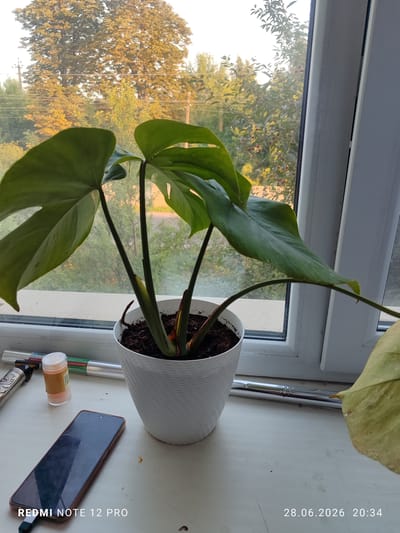 A potted monstera plant sits on a windowsill overlooking trees and vegetation. To the left of the plant, on the windowsill, are a smartphone, a small orange-capped bottle, and a hair clipper. The scene is lit by natural light.