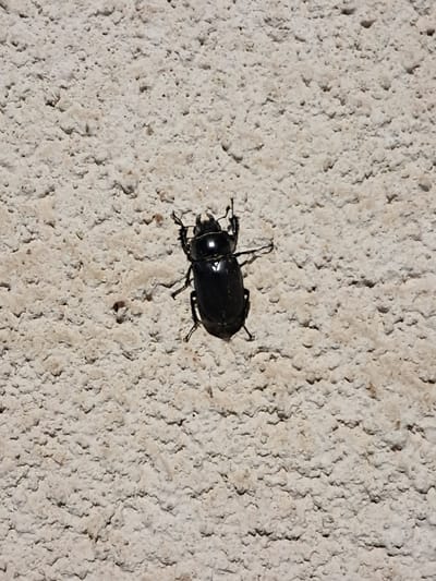 A black beetle is positioned on a textured, light-colored wall. The beetle is oriented towards the left of the frame and is in focus. The wall's surface is uneven with visible pores and shadows. The lighting suggests it is outdoors during the day. The location is a city wall in Kamenka, Moldova.