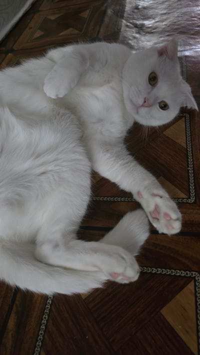 A white cat with yellow eyes is lying on its back on a brown patterned floor. The cat's paws are visible, and its belly is facing upwards. The floor has a diamond pattern with lighter brown borders. There are no people or other animals visible in the image. The scene appears to be indoors. The location of Katta Chilanzar-2 MFY, Uzbekistan is not discernible from the image itself.