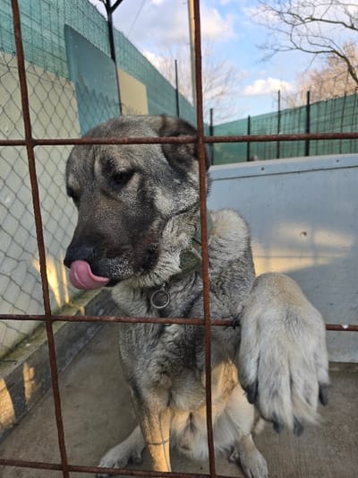 An outdoor scene in Vojnik, North Macedonia, displays a large, brindle-patterned dog, likely an Anatolian Shepherd type, seated behind a rusty brown metal grid fence. The dog, primarily grey with a darker muzzle and ears, is observed with its pink tongue extended, licking its nose. Its right front paw is positioned resting on a horizontal bar of the fence. A drab green collar with a silver-colored metal ring is visible around its neck. The dog is situated on a light grey concrete surface. In the immediate background behind the dog, a light grey solid wall or panel is present. Further back, a long section of green mesh fencing is visible, with several thin, bare deciduous trees and utility poles rising above it against a clear blue sky interspersed with white clouds. Natural daylight illuminates the scene, casting subtle shadows from the fence onto the dog and ground.