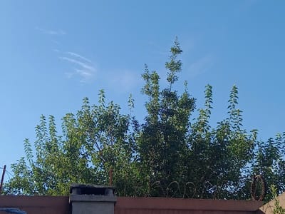 The scene depicts an outdoor daytime environment in Villa Ballester Noroeste, Argentina, characterized by a clear blue sky with minimal, wispy white cloud formations occupying the upper two-thirds of the frame. The lower third features a prominent reddish-brown wall, approximately one meter in height, topped with coiled razor wire extending from the center to the right edge. A grey, rectangular concrete chimney is observed positioned on top of the wall, slightly to the left of the image's vertical center. Dense green foliage from multiple trees rises above and behind the wall, with several branches exhibiting new, vertical growth reaching into the clear sky. Two thin, reddish-brown vertical posts are partially visible, one on the far left and another on the far right, adjacent to the wall. No human figures, animals, or discernible actions are present. The lighting is consistent with direct sunlight.