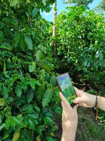 This image, captured in Tuý Sơn, Vietnam, depicts a detailed view of a coffee plantation under natural daylight.
In the left half of the frame, a dense coffee bush dominates, laden with numerous clusters of unripe, green coffee cherries. The leaves are broad, ovate, and dark green, exhibiting a slight sheen. The coffee cherries are small, round, and uniformly green, growing directly along the branches in tight clusters.
In the right foreground, two human hands hold a dark-colored smartphone vertically, positioned to photograph the coffee plants. The left hand supports the lower part of the phone, with the thumb resting near the bottom right edge of the screen. The right hand cradles the right side of the phone; its wrist displays two bracelets, one woven in black and another braided in yellow/orange with two loose yellow strings hanging. The smartphone's screen is active, displaying a live camera feed that mirrors the green coffee plants it is pointed at, with visible camera interface elements such as a shutter button and icons along the top and bottom edges.
In the midground, behind the primary coffee bush, additional green foliage and a light-barked tree trunk are visible on the left. The background features more dense green vegetation, with sections of clear blue sky and sparse white clouds visible through gaps in the tree canopy. Distant trees, possibly coniferous, are silhouetted against the sky. The ground beneath the coffee plants appears to be dark soil with sporadic patches of green grass and some leaf litter.