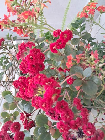 This image captures a vibrant display of flowering plants, likely set in an outdoor or indoor garden environment, with a light-colored, possibly white, wall or sky serving as the background. The photograph is oriented sideways, with the plants appearing to grow upwards and across the frame.
The central subjects are two distinct types of flowering plants, both exhibiting abundant blooms. Prominently featured are plants with clusters of rich, deep red, double-petaled flowers, which appear to be a type of Kalanchoe. These flowers are densely packed, creating a lush, textured appearance. Their leaves are dark green, rounded, and somewhat succulent-like.
Interspersed and also prominently visible are plants with bright orange-red, single, trumpet-shaped flowers. These blooms hang downwards in looser clusters and are accompanied by lighter green, somewhat elongated leaves. A third plant type, characterized by delicate, light green, fern-like fronds, can be seen subtly in the background, adding a textural contrast.
The scene depicts the plants in full bloom, showcasing their vivid colors. The natural lighting suggests it is daytime. No human activity, animals, or discernible man-made objects (beyond the implied structure supporting the plants or the background wall) are present. There is no visible text in the image. While the location context is Gavar, Armenia, there are no specific visual cues within the image to indicate this. The overall impression is one of natural beauty and flourishing plant life.