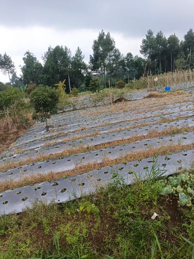 The image displays an agricultural field under an overcast sky. The primary feature in the foreground and midground is a gently sloping terrain covered with numerous parallel rows of black plastic mulch. Small, green plant seedlings are visible in holes cut into the mulch, indicating active cultivation. Patches of dry, light brown grass and green weeds grow between these mulched rows. In the bottom right corner, a small cluster of larger green plants, possibly cabbage, is visible amidst more untamed green vegetation, along with a small piece of white litter on the ground.
In the background, a dense line of tall, slender trees with dark green, coniferous foliage, resembling pine trees, stretches across the horizon. Smaller green trees and bushes are also scattered throughout the midground. To the right side of the cultivated field, wooden stakes and support structures are present, along with a bright blue barrel or container. The sky is uniformly gray and cloudy, suggesting an overcast daytime setting with diffused light. The scene depicts a rural farming landscape, likely in a highland region, consistent with the provided context of Nipa, Papua New Guinea. No people are present, and no discernible text is visible.