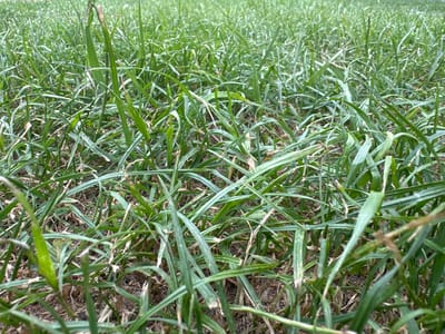 The image displays a close-up, ground-level view of a dense patch of green grass, interspersed with dry, brown blades and some exposed soil. The grass is varied in height and texture, with many blades appearing wilted or damaged, exhibiting brown tips and streaks. The lighting suggests an outdoor environment under natural daylight, with subtle shadows cast by the blades. The scene is devoid of any human presence or identifiable structures. The image is a detail shot of a grassy area, typical of a lawn or park, with no specific indicators of its location within Tabuny, Russia.