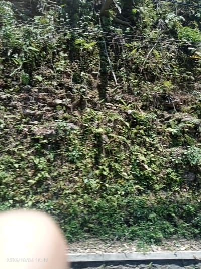 The image depicts a steep, rocky, and heavily vegetated hillside or embankment in Ban Du La, Myanmar, captured under bright daylight. The hillside is densely covered with various green plants, including ferns and smaller foliage, with patches of exposed dark earth and rocks. Three thin, dark horizontal utility lines are visible stretched across the upper-middle section of the scene. At the base of the embankment, a light grey concrete or paved edge runs horizontally, separating the natural terrain from a darker, possibly paved or unpaved, surface below. No individuals, animals, or specific actions are discernible. The image exhibits slight motion blur, suggesting it was captured from a moving platform. A timestamp "2025/10/04 10:49" is visible in the lower-left corner, partially obscured by an out-of-focus, light-colored object, likely a finger.