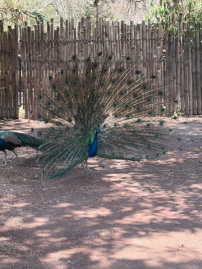 A peacock is displaying its plumage near a bamboo fence. The peacock has vibrant blue feathers on its head and body, and its tail feathers are fanned out, revealing their intricate patterns. The scene is bathed in sunlight, and shadows are cast on the ground. The background consists of a bamboo fence and foliage. It is likely in San Pedro Zacachimalpa, Mexico.