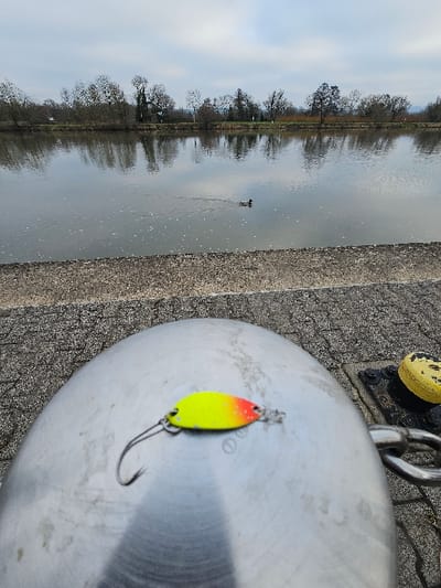 The scene is situated in Bech-Kleinmacher, Luxembourg, depicting a body of water from a bankside perspective. In the immediate foreground, a metallic fishing spoon lure, approximately 6 cm in length, is observed resting on the upper surface of a large, weathered, dome-shaped metal mooring bollard. The lure is brightly colored, transitioning from neon yellow at one end to speckled orange at the other, and features a single silver J-hook. To the right of the bollard, a partial yellow circular object and a metal mooring ring are visible on a gray paved surface. The midground features a calm body of water reflecting the overcast sky and distant trees. A single male mallard duck swims from left to right across the water, generating a subtle wake. The far bank is densely lined with bare deciduous trees. The sky above is uniformly overcast.