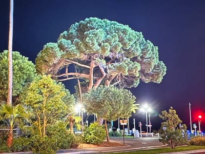 This image depicts an outdoor scene at night, likely in a well-lit urban or suburban area. The primary subject is a large, mature pine tree with a broad, irregular canopy of green foliage. The tree's trunk and branches are visible, illuminated by artificial lights. To the left of the pine, a tall, slender palm tree stands, its fronds also lit. In the foreground, a smaller tree with yellowing leaves and numerous branches is prominent, surrounded by dense green bushes. In the background, several streetlights cast a bright glow, illuminating a paved area that appears to be a road or parking lot. There are also other trees, including some smaller, rounded bushes. A traffic signal with a red light is visible on the right side of the image. There are no people or animals visible in the scene. The overall impression is that of a well-maintained public space at night, possibly a park, roadside rest stop, or a business establishment with outdoor lighting. The image does not contain any identifiable landmarks or features that would specifically place it in Porrentruy, Switzerland.