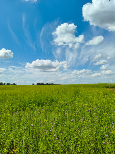 The image depicts a vast, sunlit field of green vegetation under a vibrant blue sky dotted with white, wispy clouds. The foreground is filled with tall, green grasses and smaller flowering plants in shades of pink and blue. In the middle ground, the field stretches out, appearing to be a cultivated crop, possibly rapeseed or a similar flowering plant, with a uniform yellow-green hue. A line of trees forms the horizon in the distance, with a few faint structures visible amongst them, suggesting a rural or semi-rural setting. The sky is a prominent feature, with streaks of cirrus clouds creating a dynamic and atmospheric effect. There are no people or animals visible in the image. The scene is tranquil and pastoral, evoking a sense of natural beauty and open space. The location is identified as Bairak, Russia.