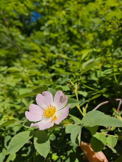 The image shows a pale pink flower with a yellow center surrounded by green leaves. The background is a dense collection of green foliage, with a small glimpse of blue sky visible in the upper left corner. The scene appears to be outdoors, possibly in a garden or park. The location is Svobody, Russia, although there are no specific features in the image that confirm this information. A human finger is visible at the bottom right of the image.