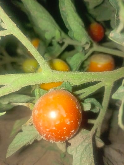 A close-up, slightly blurry photograph captures a cluster of ripe and unripe cherry tomatoes on the vine. The foreground is dominated by a single, bright orange cherry tomato, its surface dusted with what appears to be fine soil or pollen, giving it a textured, matte appearance. This main tomato is partially obscured by a thick, green stem covered in fine, white hairs, which runs diagonally across the image from the upper left to the lower right. Behind the foreground tomato, several other tomatoes are visible, in various stages of ripeness, ranging from yellow to a deep orange. They are nestled amongst vibrant green leaves and stems, creating a dense, natural background. The lighting is dim, suggesting it might be evening or an overcast day, with a soft glow highlighting the surfaces of the tomatoes. The overall impression is one of natural growth and abundance, typical of a garden setting. The photograph is taken in Guzar, Uzbekistan, within a garden.