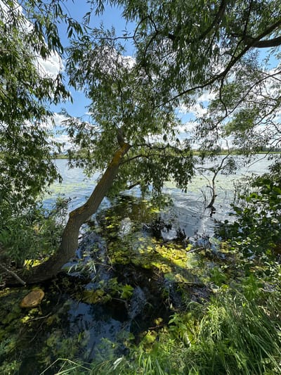 The image captures a natural scene by a body of water, likely a river or lake, located within the city of Gryazi, Russia. The foreground is dominated by lush green vegetation, including tall grasses and the branches of a weeping willow tree that droop over the water. The tree's trunk, with its textured bark, is prominently displayed, leaning towards the water's edge. The water itself is dark and murky, with a significant amount of algae or aquatic plants floating on its surface, creating patches of vibrant green. Sunlight filters through the leaves of the trees, casting dappled shadows on the water and vegetation. In the background, the water stretches out, with a distant shoreline visible under a bright blue sky dotted with fluffy white clouds. There are no people or animals visible in the image, and no specific actions or interactions are depicted. The scene appears to be a tranquil, undeveloped natural area within or adjacent to the urban landscape of Gryazi.