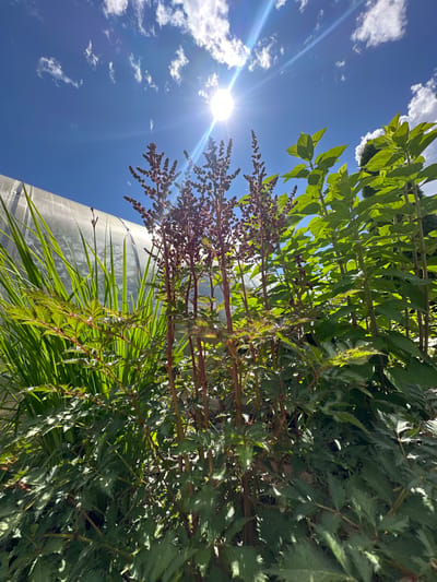 The image depicts an outdoor scene on a sunny day, likely in a garden or greenhouse environment. The foreground is dominated by lush green foliage of various plants. In the center, a plant with tall, slender, reddish-brown stalks topped with dark, clustered seed heads is prominent. To the left, long, green, grass-like blades are visible, partially obscuring a translucent, ribbed structure that suggests a greenhouse or similar enclosure. To the right, another plant with vibrant green leaves and sturdy stems rises. The bright sun is high in a clear blue sky, with scattered white clouds. Lens flare emanates from the sun, creating streaks of light across the image. No people are present, and no specific actions or interactions are captured. The location is identified as the city of Konstantinovo, Russia.