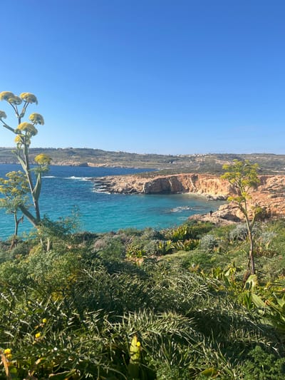 The image displays a panoramic coastal landscape captured in Għajnsielem, Malta, under a clear, deep blue sky. A sunlit bay with intensely turquoise water transitioning to a deeper blue occupies the mid-ground, bordered by rugged, reddish-brown limestone cliffs. A solitary, dark-clad human figure is visible standing on the rocky shoreline near the water in the mid-right portion of the scene. In the background, a distant landmass featuring scattered white structures and green hills is visible across the water. The foreground and immediate mid-ground are covered with dense Mediterranean vegetation, including a tall plant with a thick stem and clusters of yellow flowers prominently positioned on the left. Various smaller green and thorny shrubs, spiky plants, and other leafy flora populate the sloping terrain, interspersed with small yellow blossoms.