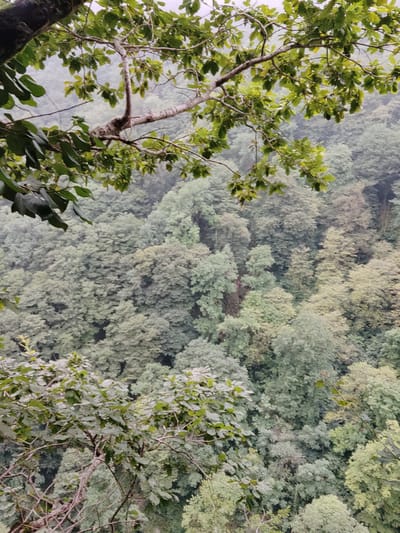 This image depicts a dense, green forest canopy from a high vantage point, likely a hillside or cliff overlooking a valley. The foreground features branches of deciduous trees with lush green leaves, some of which are partially obscuring the view. The branches are textured and appear to be from mature trees. The middle ground and background are filled with a vast expanse of trees, creating a textured carpet of various shades of green and grey. The overall atmosphere is muted, suggesting an overcast or misty day, which softens the details of the distant foliage. No people or man-made structures are visible, indicating a natural, wild environment. The image was taken in the city of Satsiskvilo, Georgia.