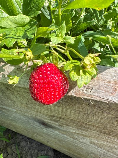 This is a close-up, eye-level, outdoor shot of a single, ripe red strawberry hanging from its plant. The strawberry is the central subject, with its surface covered in small seeds, and a few tiny hairs visible around its edges. To the left of the strawberry, a cluster of green leaves and stems from the plant are visible, some of which are slightly out of focus. The plant appears to be growing near a weathered wooden post, which occupies the right side of the frame. The wood has a rough texture with visible grain and some vertical cracks, suggesting it is part of a fence or garden border. The background consists of more greenery and some darker ground, possibly soil. The lighting suggests it is daytime with sunlight casting shadows, particularly on the wooden post. The overall scene evokes a sense of natural growth and a simple, rural setting, consistent with a garden in Багушэўскі сельскі Савет, Belarus. There is no visible text in the image.
