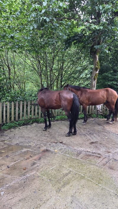 Two brown horses stand in a yard with a wooden fence in the background. The ground is dirt and gravel with puddles of water. Trees with green leaves are behind the fence. The overall scene is outdoors, likely in a rural setting. The image was taken in Chakvistavi, Georgia.