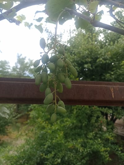 An outdoor, eye-level, medium shot captures a bunch of unripe green grapes hanging from a vine. The grapes are elongated and cluster together, some slightly obscuring others. The vine itself has a dark, woody stem and a few green leaves. In the mid-ground, a rusty metal beam runs horizontally across the frame. The background is filled with lush green foliage of trees and shrubs, indicating a natural or garden setting. The sky is bright and overcast, suggesting daytime. The scene is likely located in Chust, Uzbekistan, given the context. There are no people or discernible actions taking place. The focus is on the natural elements of the grape vine and the surrounding greenery, contrasted with the man-made metal beam.